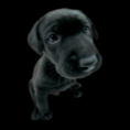 /album/cachorros-narigudos/puppy-3-png/